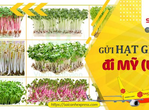 Gửi hạt giống đi Mỹ