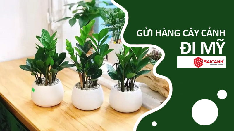 Gửi cây cảnh đi Mỹ