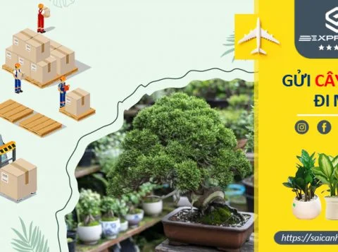 Vận chuyển cây cảnh đi Mỹ