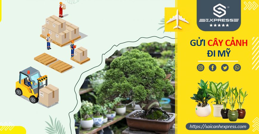 Vận chuyển cây cảnh đi Mỹ