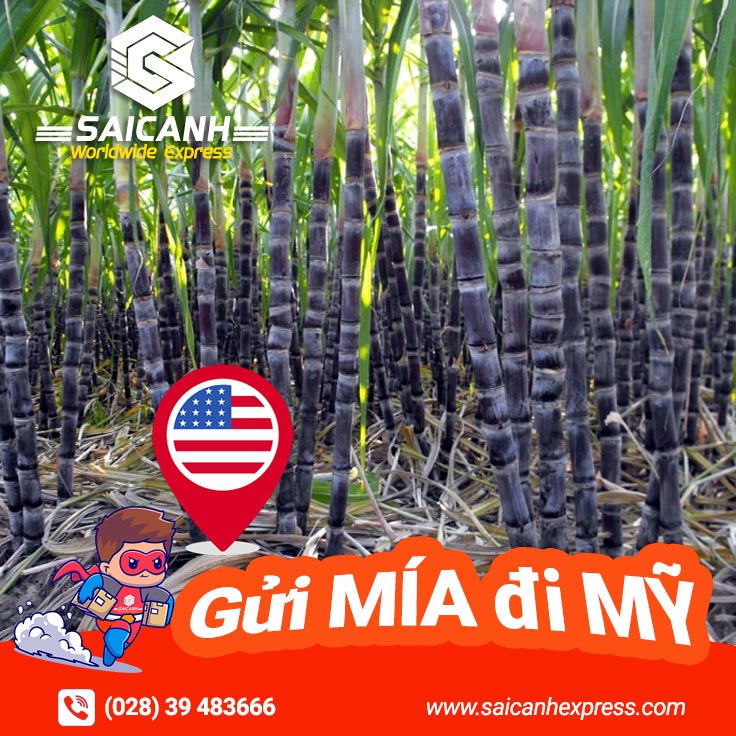 Vận chuyển Mía đi Mỹ